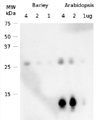 CURT1A | Curvature thylakoid 1A in the group Antibodies Plant/Algal  / Photosynthesis  / Biogenesis/architecture at Agrisera AB (Antibodies for research) (AS08 316)